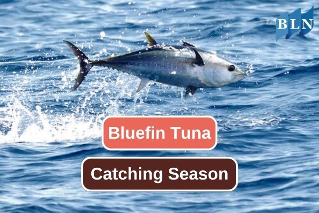 Best Season to Catch Bluefin Tuna